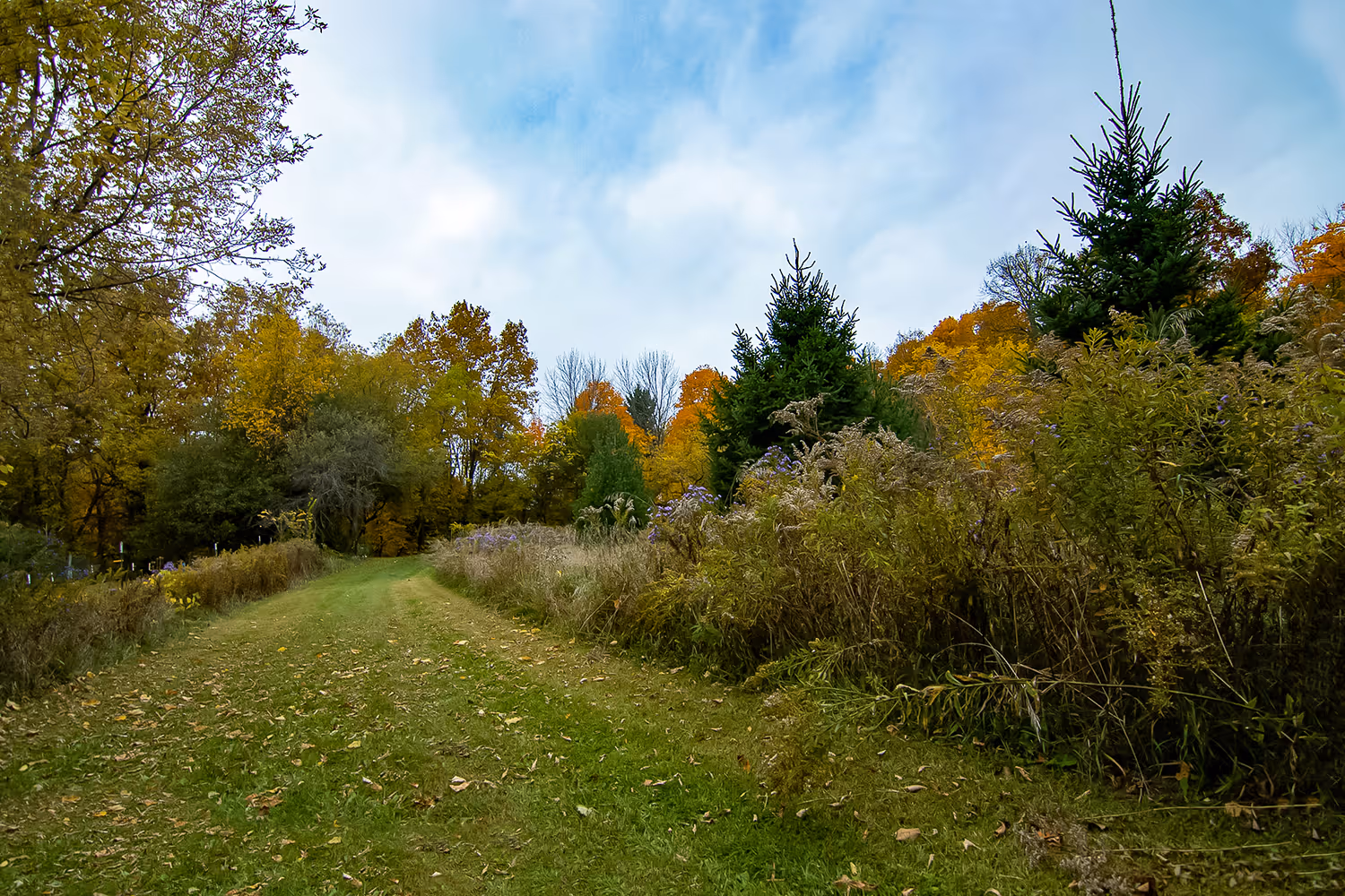 CLCF Nordic ski resort