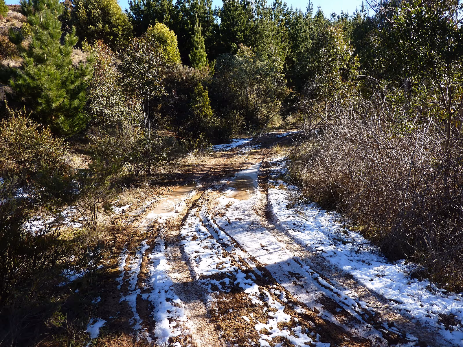 Corin Forest ski resort