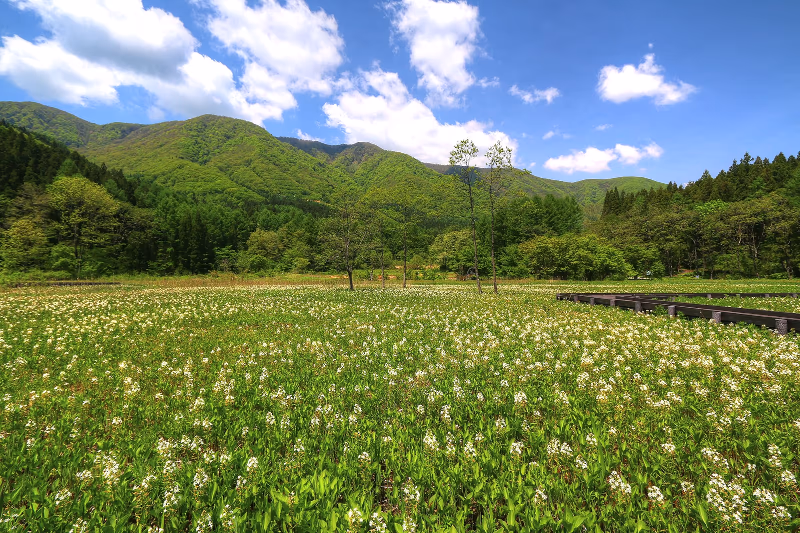 白馬さのさか, Hakuba Sanosaka Snow Resort ski resort