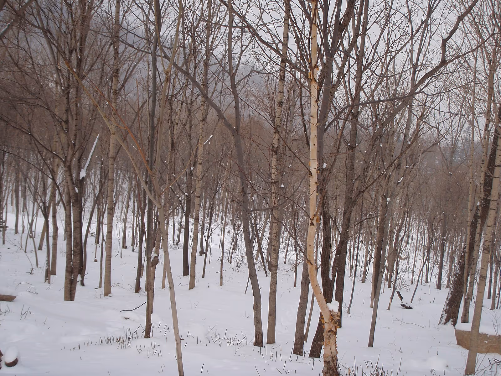 亚布力滑雪旅游度假区（部分对客开放） ski resort