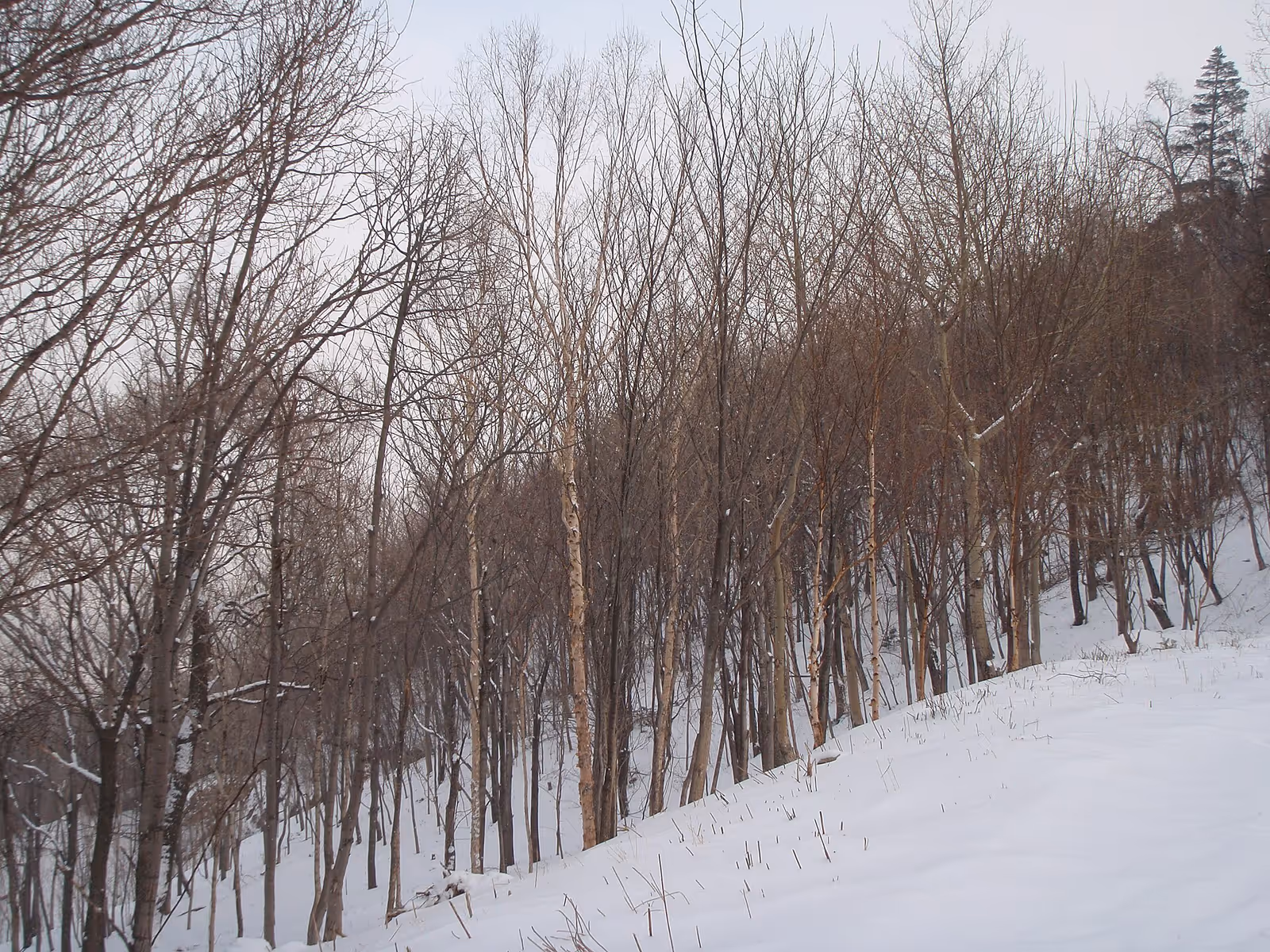 亚布力阳光滑雪度假区 ski resort