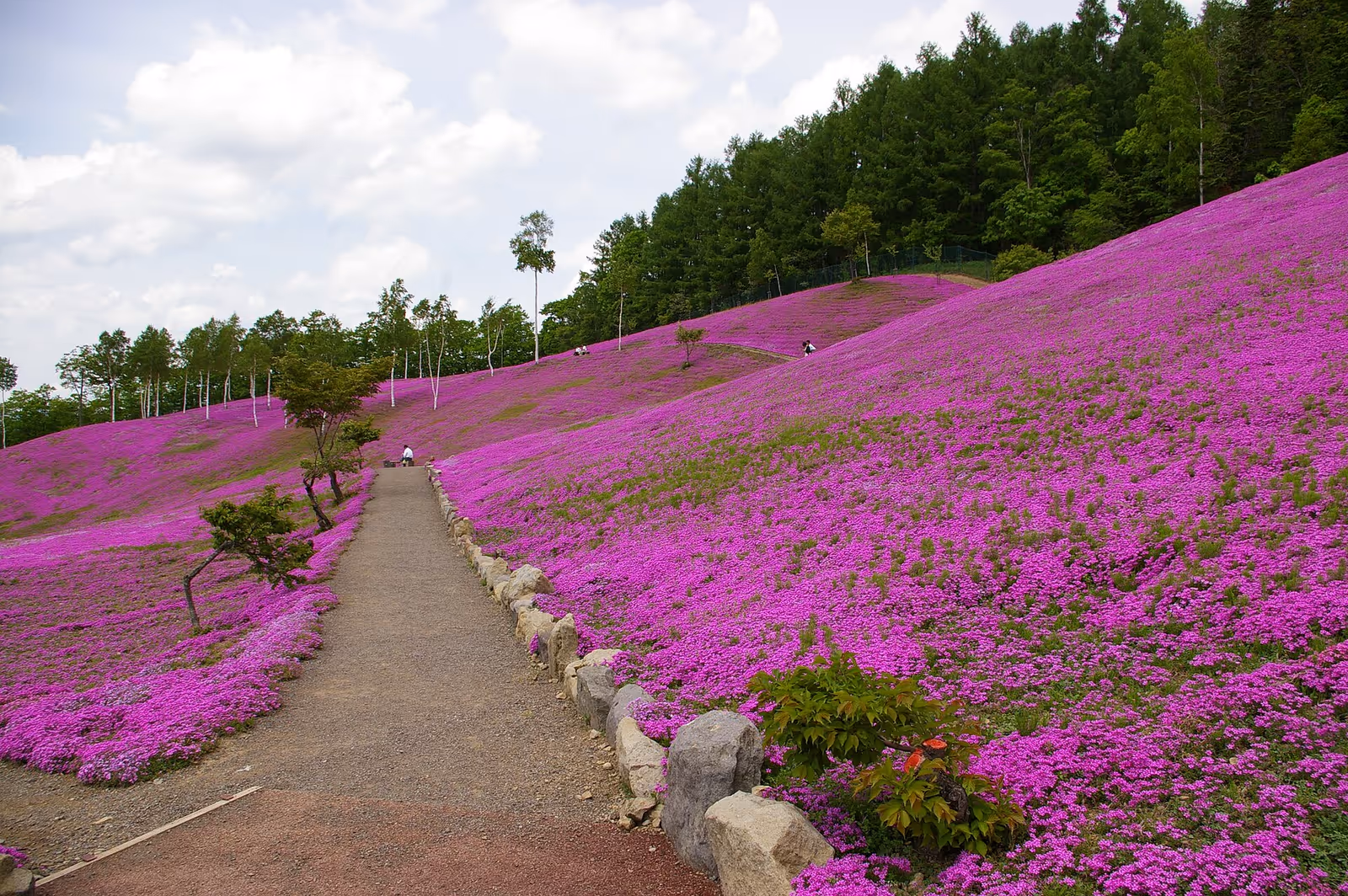 Takinouecho Sakuragaoka (桜ヶ丘スキー場) ski resort