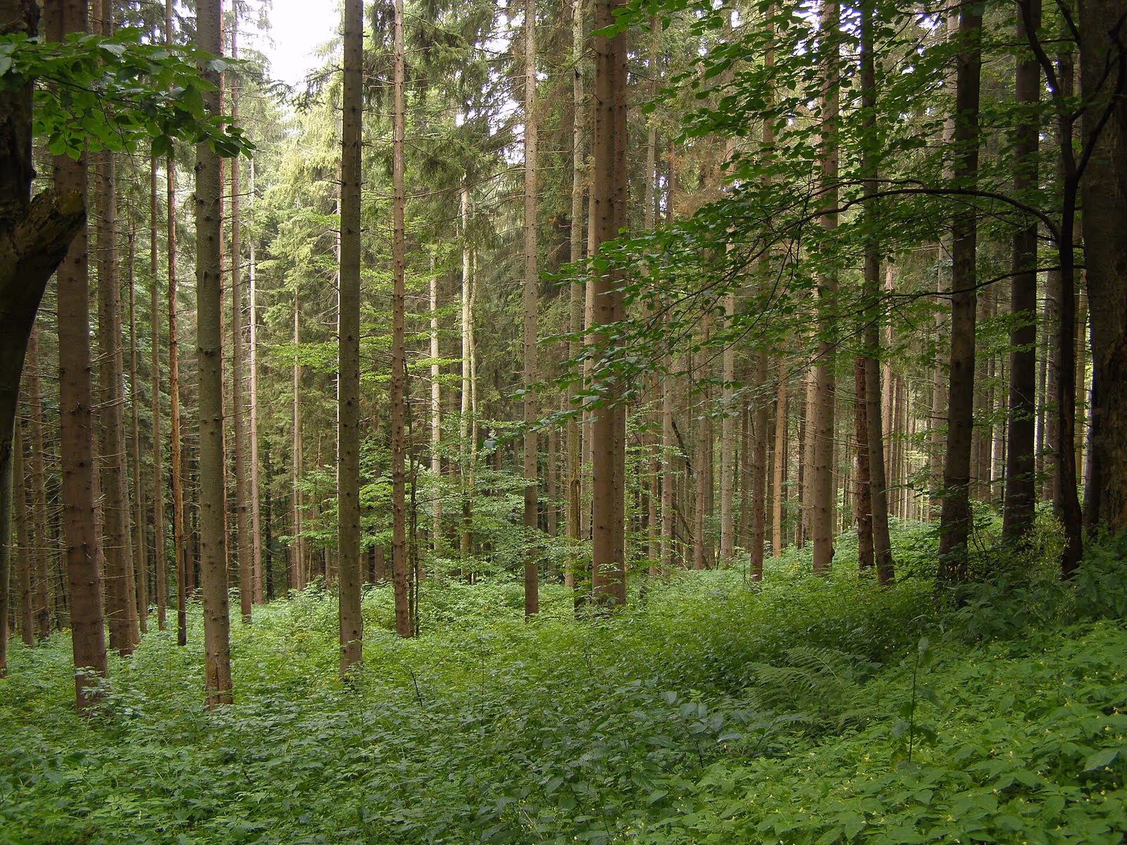 Tisovec - Bánovo ski resort